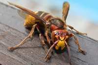Hornet Animal Totems